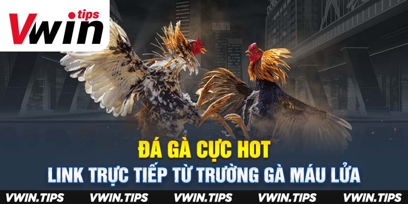 Đá gà cực hot - Link trực tiếp từ trường gà máu lửa 